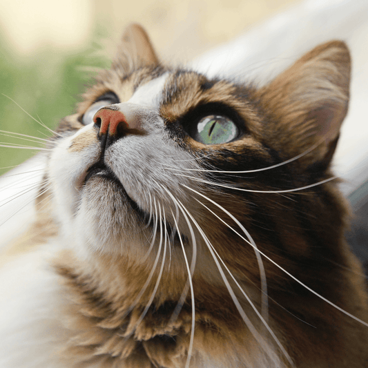 Can I train my cat? - Get Set Pet