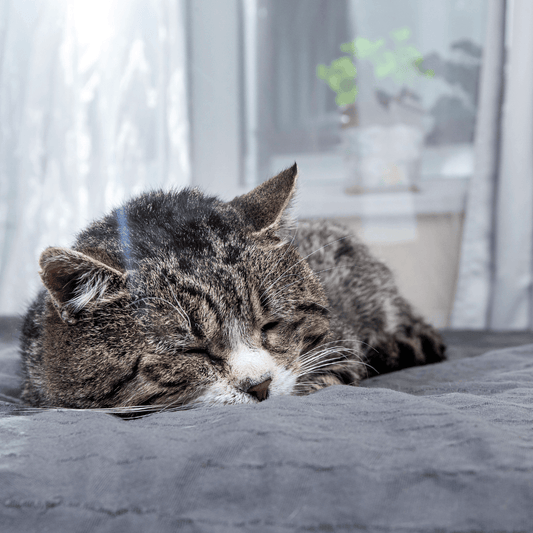 Caring for a Senior Cat - Get Set Pet