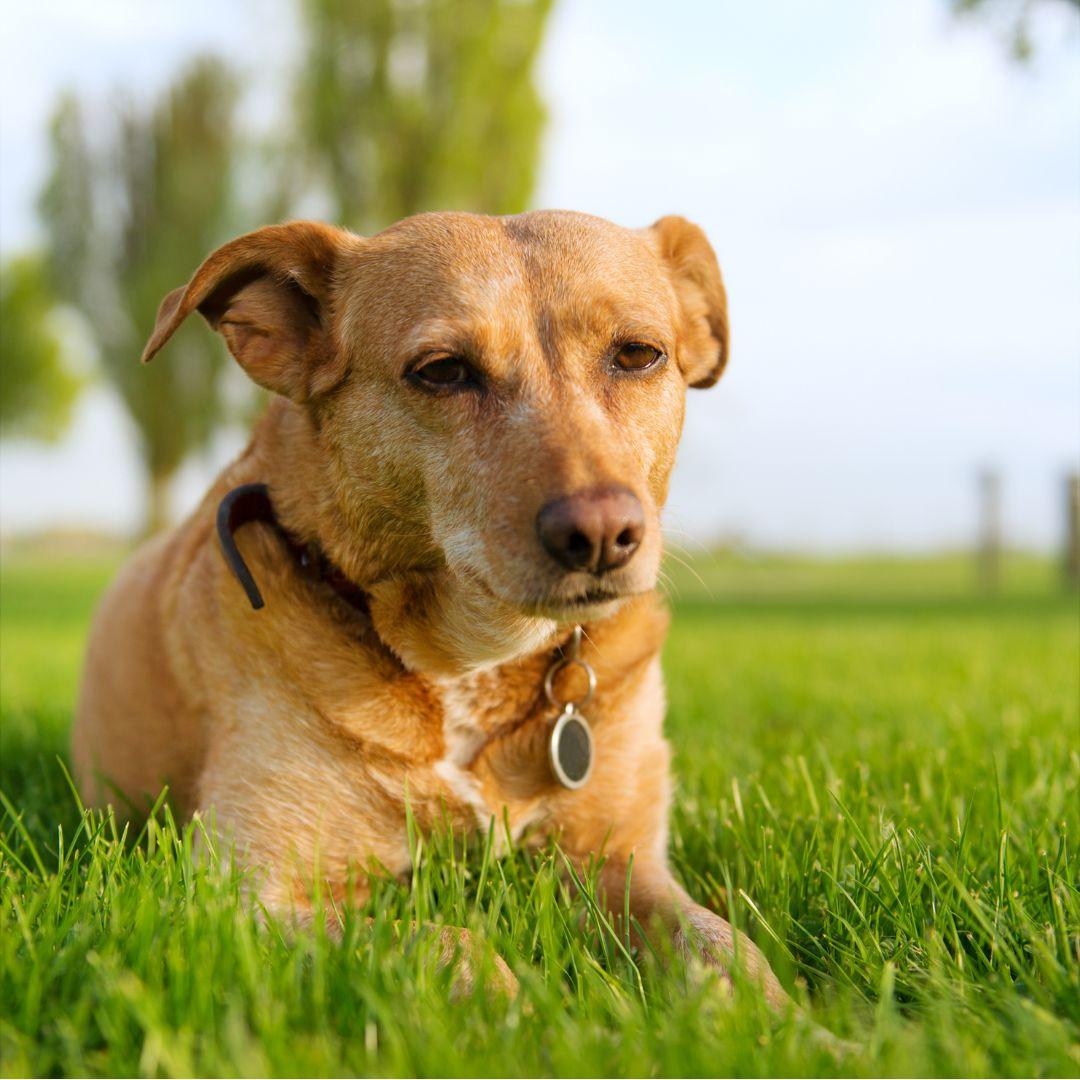 Caring for a Senior Dog - Get Set Pet