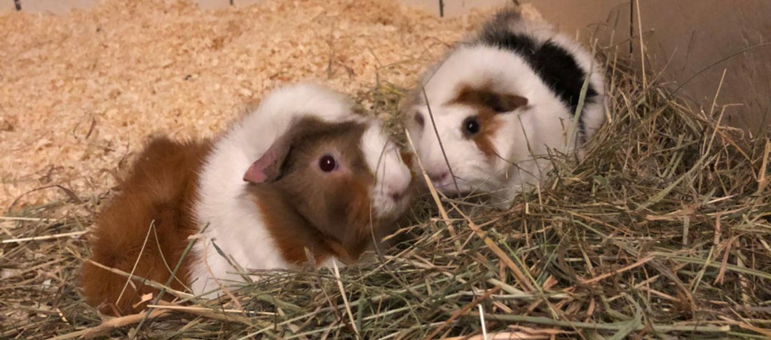 Caring For Your Guinea Pig - Get Set Pet