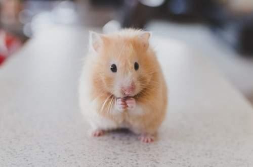 Our Pets, Hamster