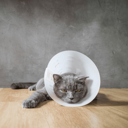 Choosing the Right Pet Insurance for Your Cat - Get Set Pet