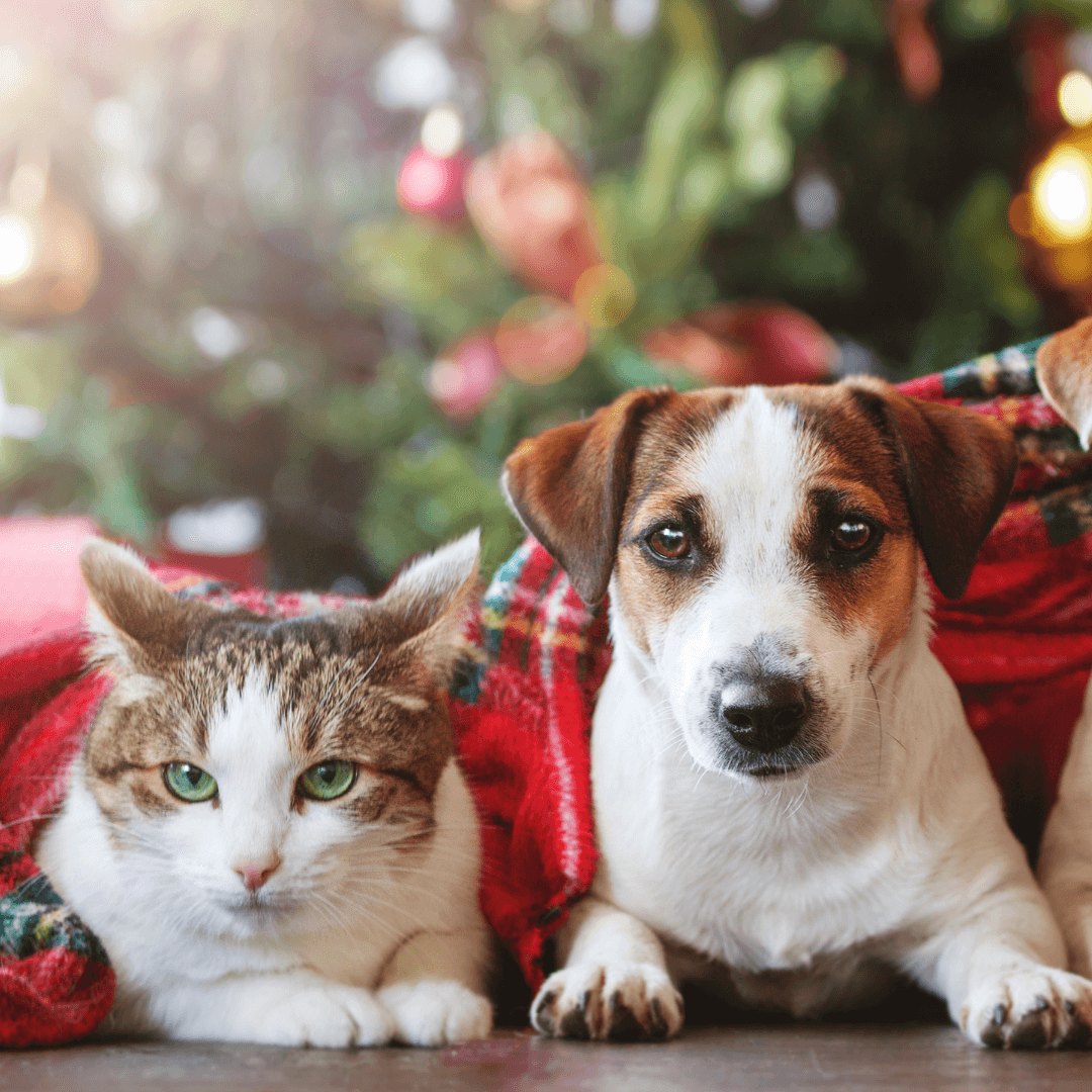 Christmas Gift Guide 2021 – Top Pet Pressies! - Get Set Pet