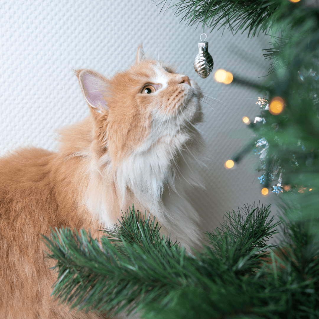 Christmas Guests and Cats - Get Set Pet