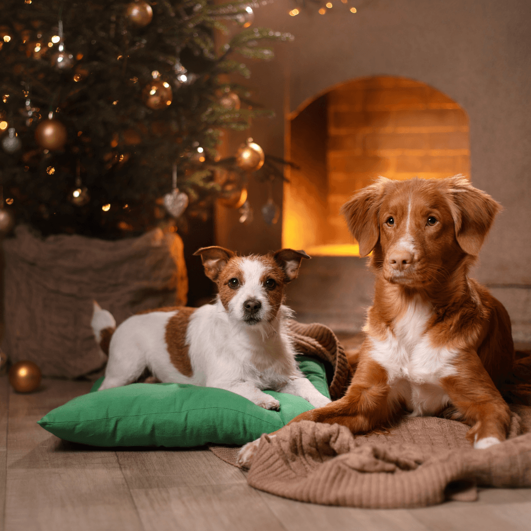 Christmas Guests and Dogs - Get Set Pet