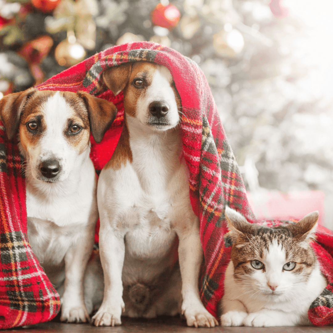 Christmas Safety Tips for Pets - Get Set Pet