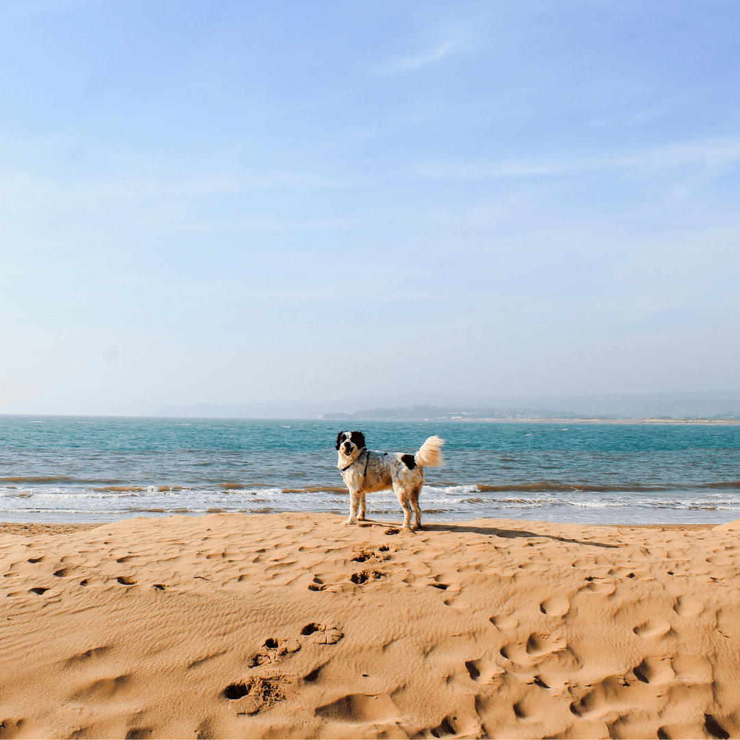 Dog Beach Trip Tips - Get Set Pet