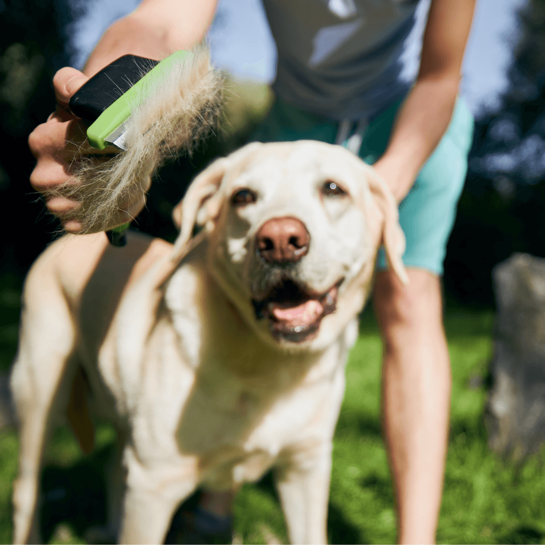 Dog Shedding - How to Handle the Hair - Get Set Pet