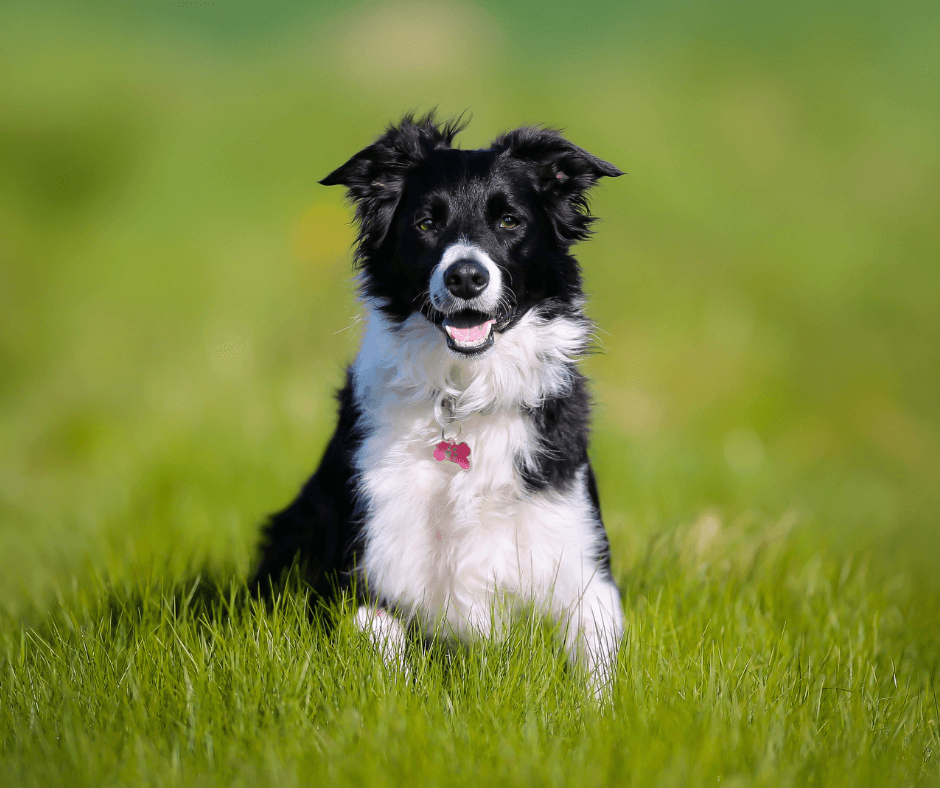 Feeding Dogs with Kidney Disease - Get Set Pet