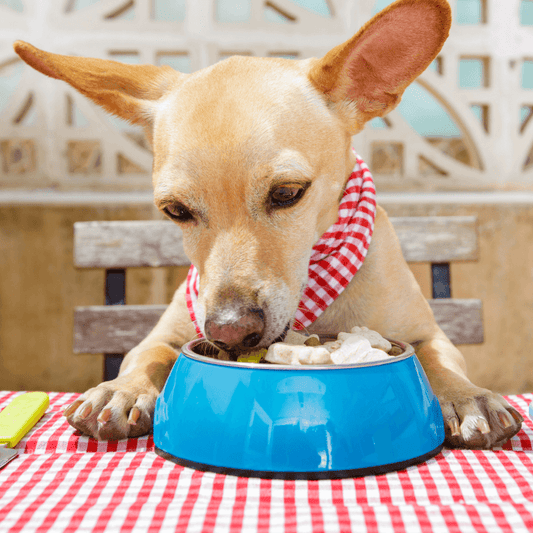 Feeding your dog human food? - Get Set Pet