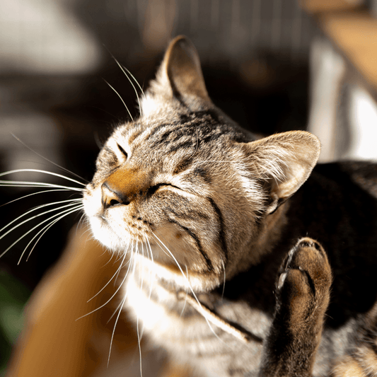 Flea & Tick Prevention For Your Cat - Get Set Pet