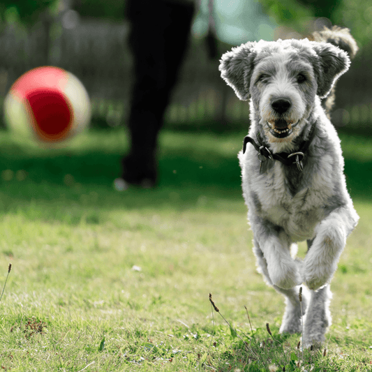 Games to Play With Your Dog - Get Set Pet