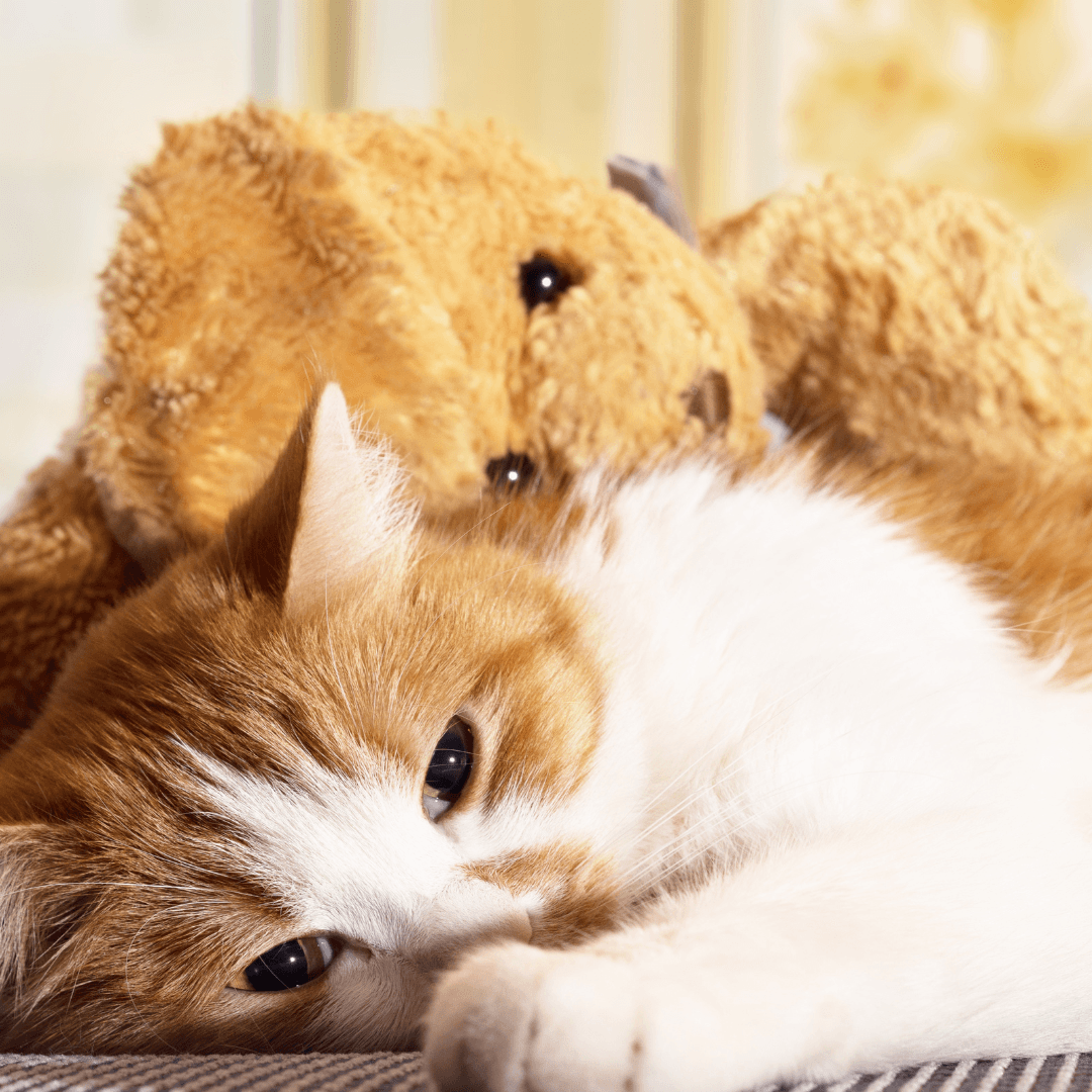 Help With Losing Your Cat - Bereavement - Get Set Pet