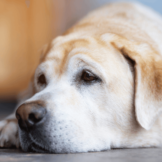 Help With Losing Your Dog - Bereavement - Get Set Pet