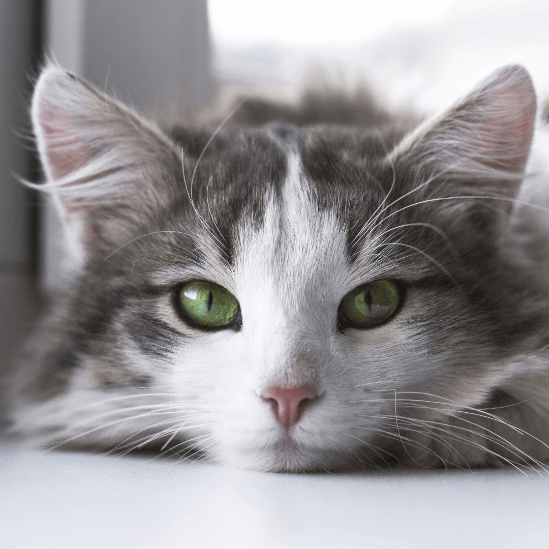 How To Be a Responsible Cat Owner - Get Set Pet