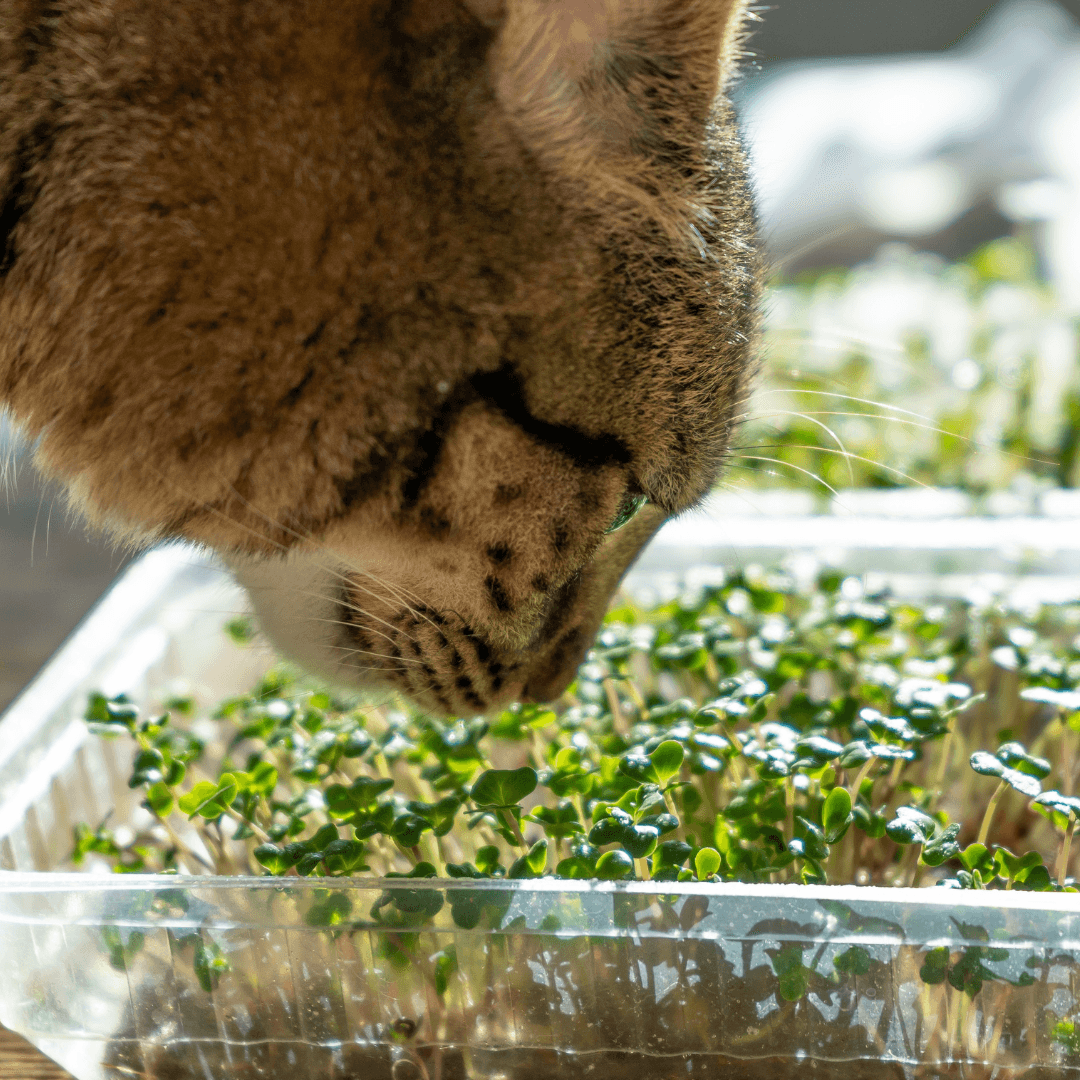 How To Be an Eco-Friendly Cat Owner - Get Set Pet