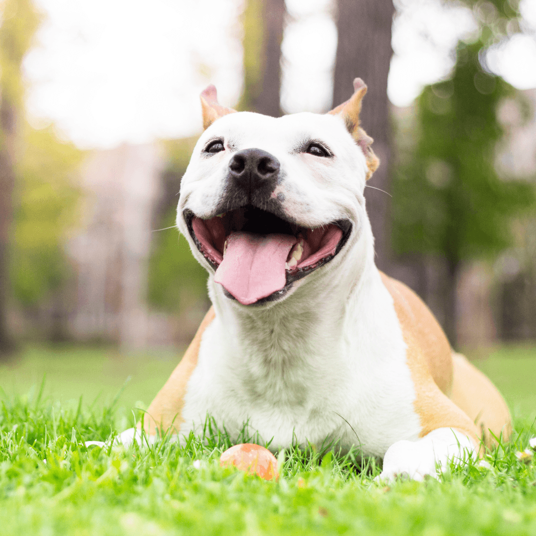 How to Be an Eco-Friendly Dog Owner - Get Set Pet