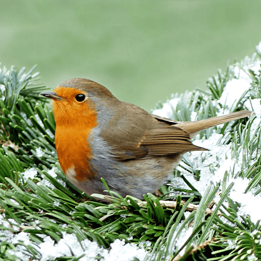 How to Care for Wildlife This Winter - Get Set Pet