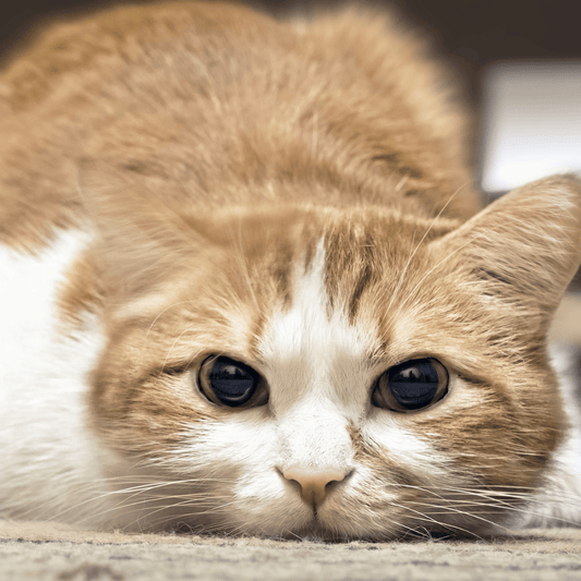 How to Help a Grieving Cat - Get Set Pet