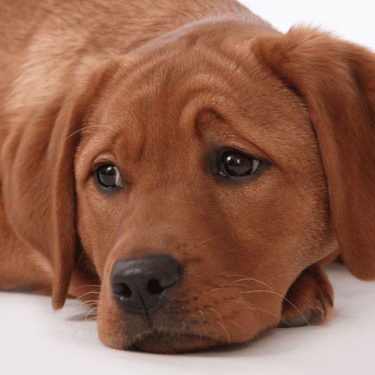 How to Help a Grieving Dog - Get Set Pet