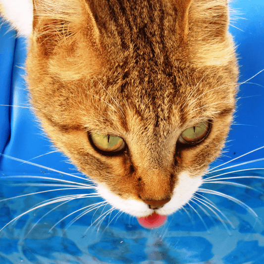 How To Help Your Cat Hydrate In The Heat - Get Set Pet