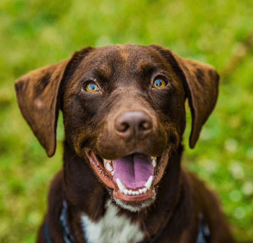 How To Make Mealtimes More Fun! - Get Set Pet