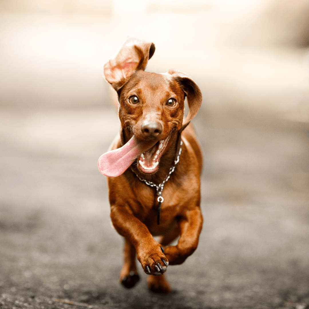 How to Photograph Your Dog - Get Set Pet