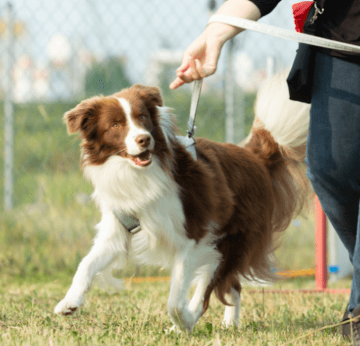 How To Stop Your Dog Pulling On The Lead - Get Set Pet