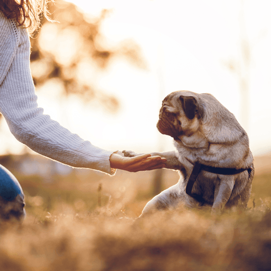 How to Train Your Puppy - Get Set Pet