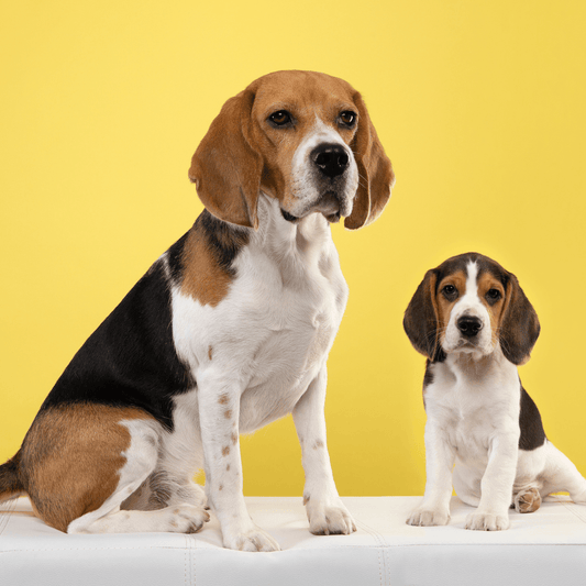 Introducing a New Puppy to an Adult Dog - Get Set Pet