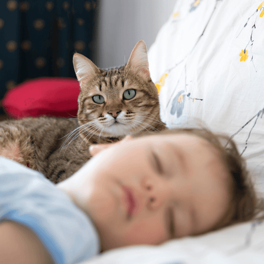 Introducing Your Cat to Your Baby - Get Set Pet