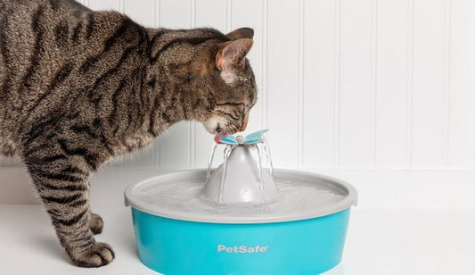 Is Your Cat Drinking Enough Water? - Get Set Pet