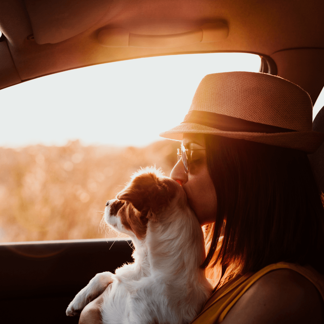 Keeping Your Dog Cool In The Heat - Get Set Pet