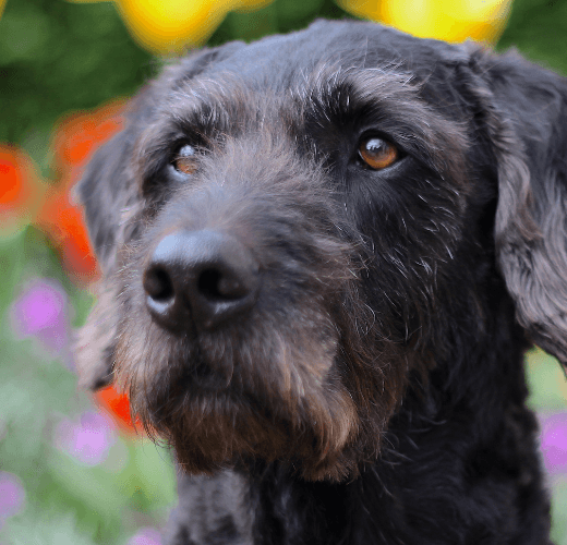 Living With an Elderly Dog - Get Set Pet