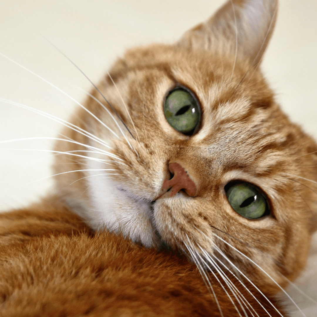 Our Guide To Adopting A New Cat - Get Set Pet