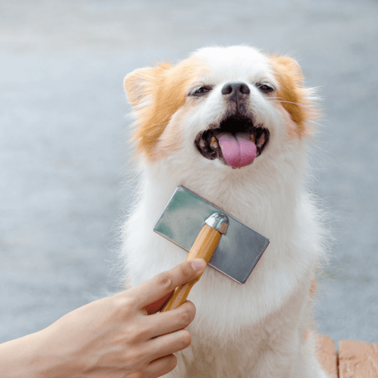 Pampering Your Pooch - Get Set Pet