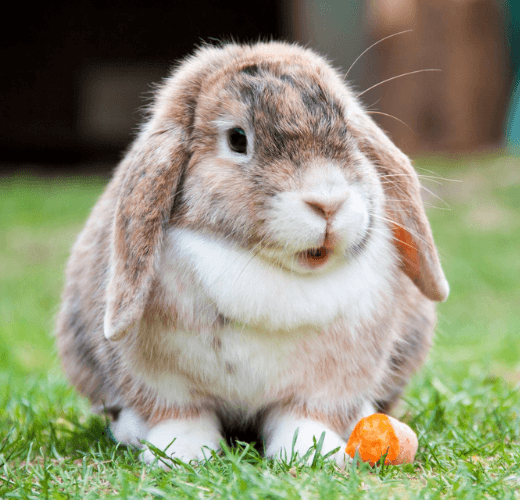 Rabbits In Rescues - The After-Effects Of Easter - Get Set Pet