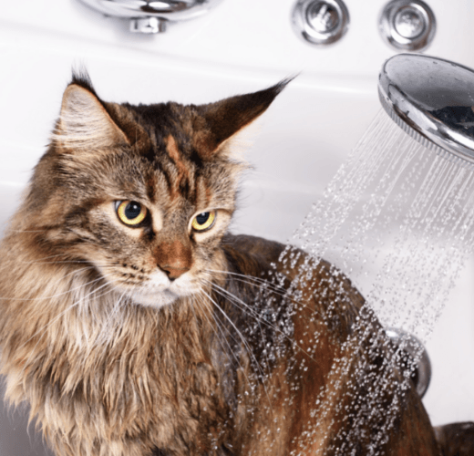 Should I Be Bathing My Cat? - Get Set Pet