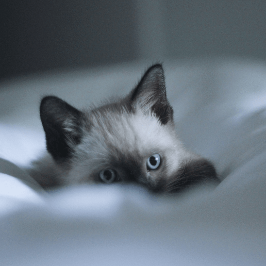 Should I Let My Cat Sleep on My Bed? - Get Set Pet