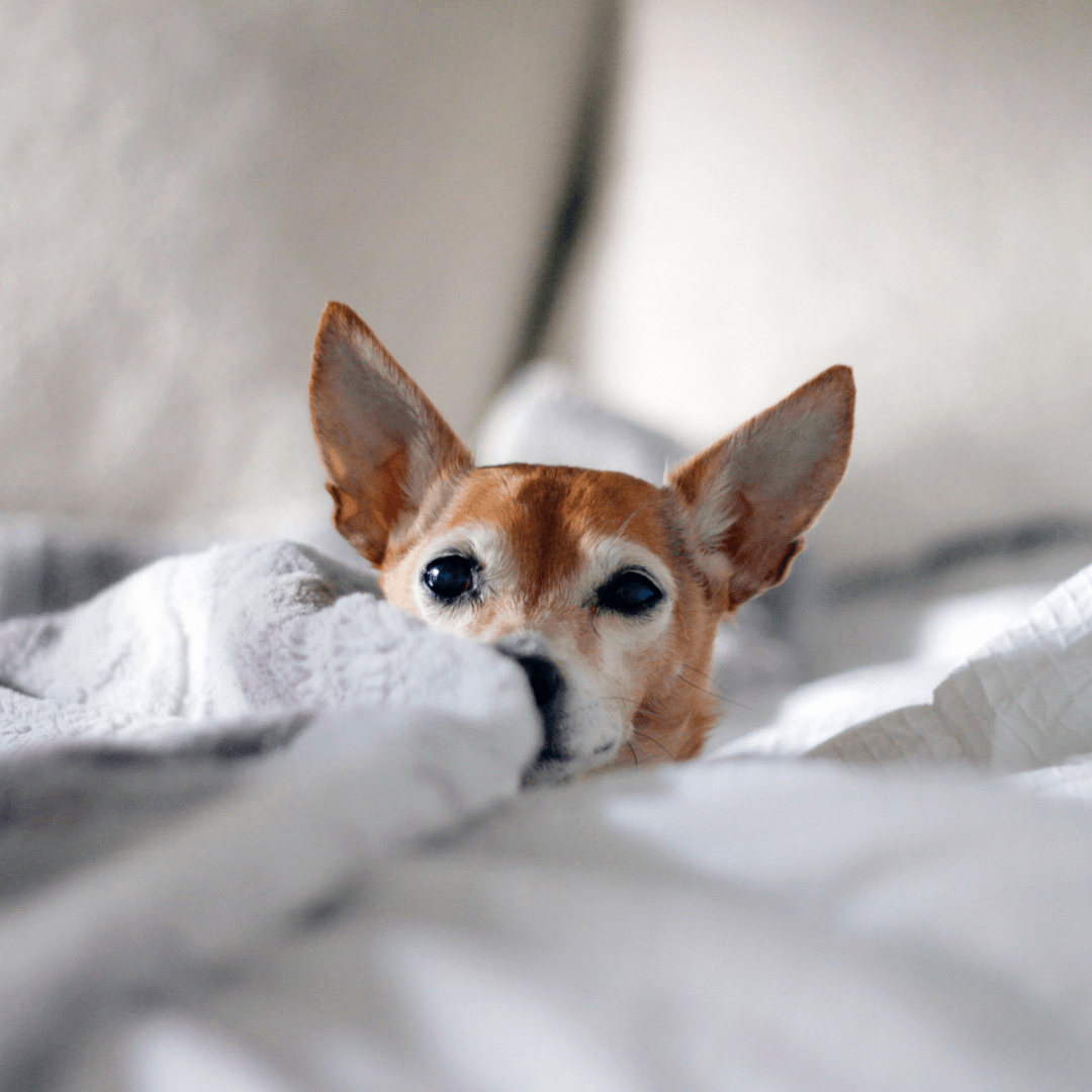 Should I Let My Dog Sleep With Me? - Get Set Pet