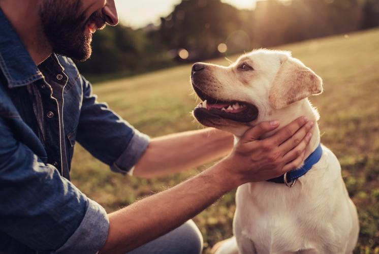 Should You Be Given Time Off Work If Your Family Pet Dies? - Get Set Pet