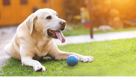 Spring Toys to Bring Some Bounce Back! - Get Set Pet