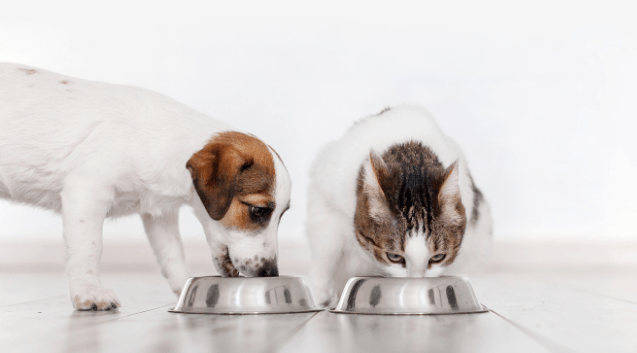 Storing your pet food - Get Set Pet