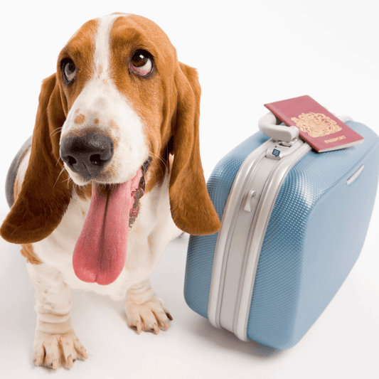 Taking your Dog on Holiday - Get Set Pet