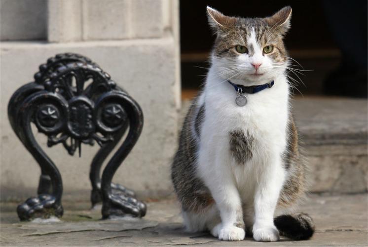 The Cats of Westminster - Get Set Pet