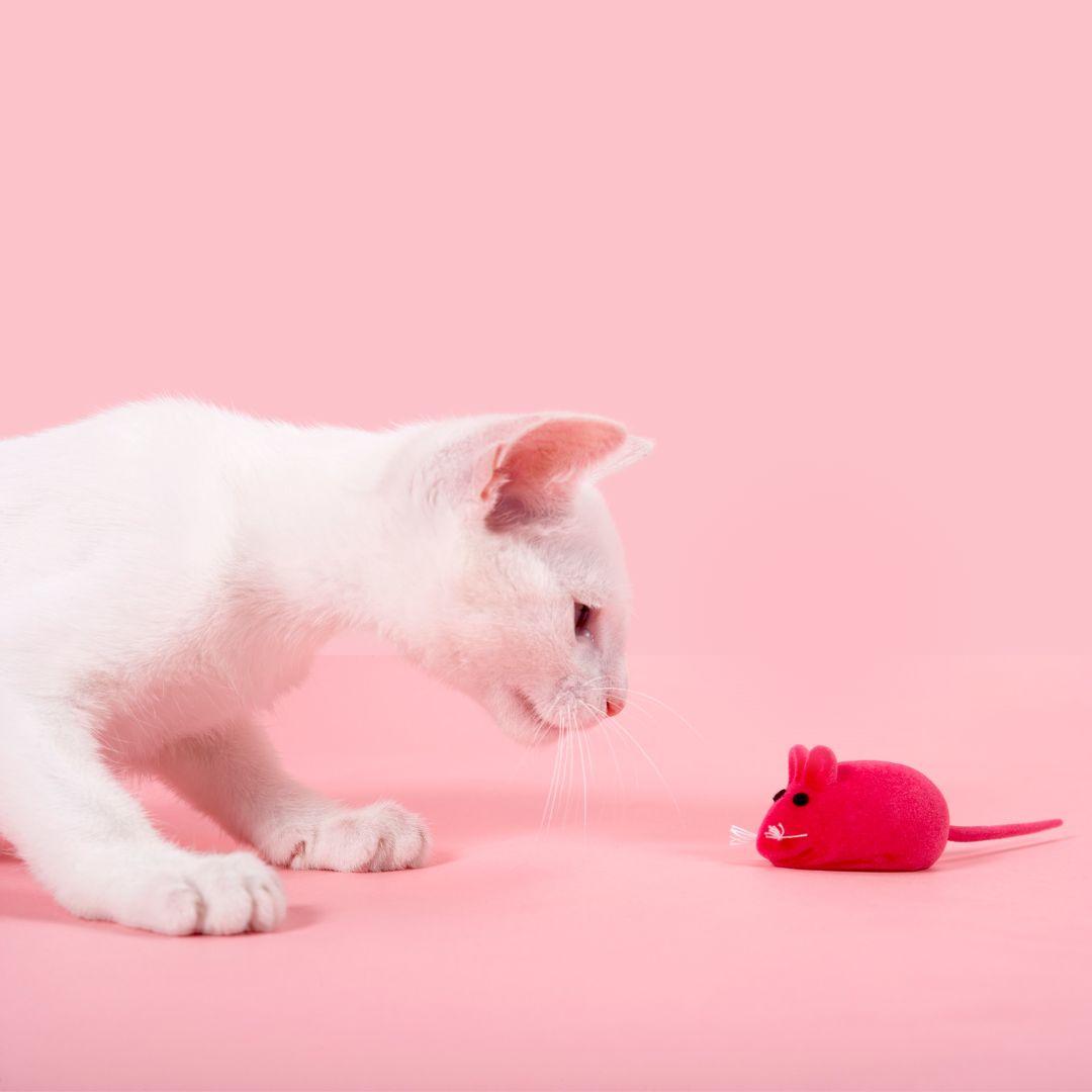 The Hidden Dangers of Cat Toys - Get Set Pet