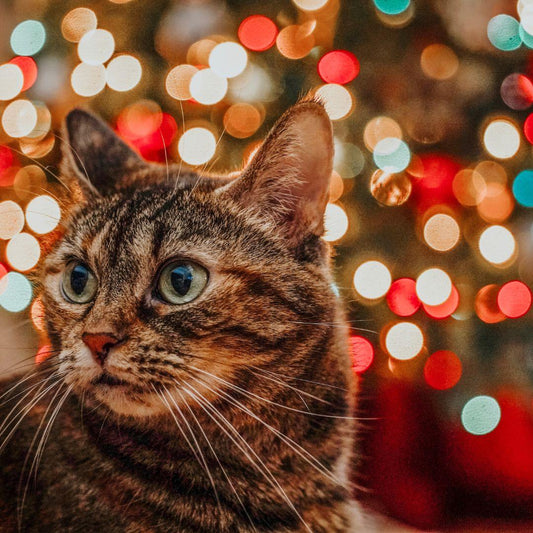 The Hidden Dangers of Christmas for Cats - Get Set Pet