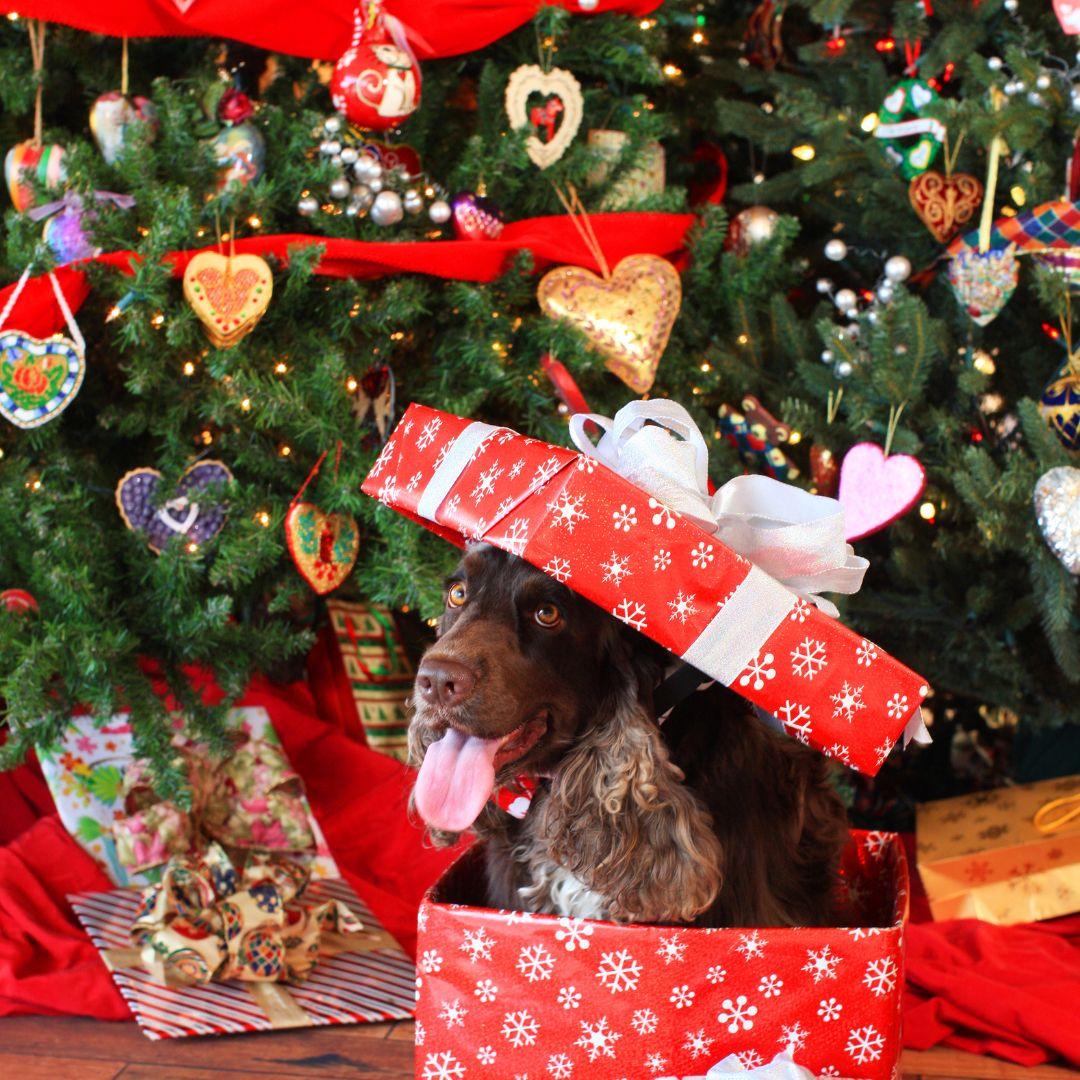 The Hidden Dangers of Christmas for Dogs - Get Set Pet