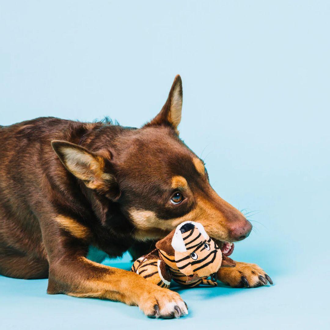 The Hidden Dangers of Dog Toys - Get Set Pet