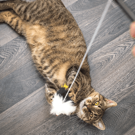 Top Tricks for Cats - Get Set Pet